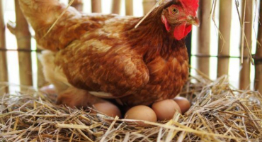 Kolik let mohou kuřata snášet